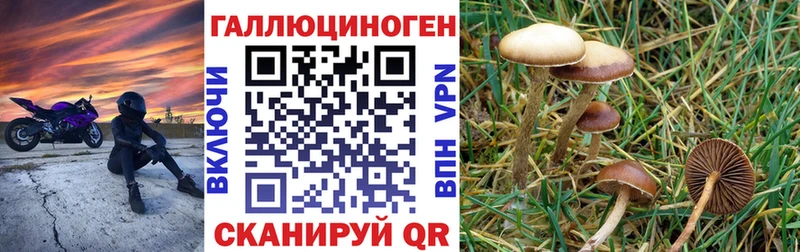 где найти   блэк спрут ссылки  Псилоцибиновые грибы Psilocybe  Салават 